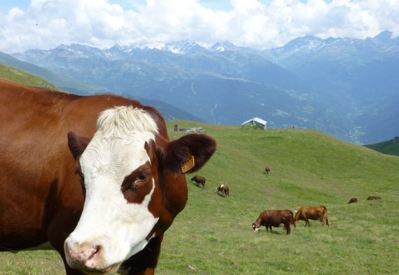 Systèmes d’alimentation des vaches laitières