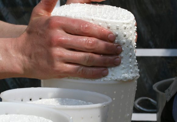 Méthodes omiques et écosystèmes microbiens des laits et des fromages