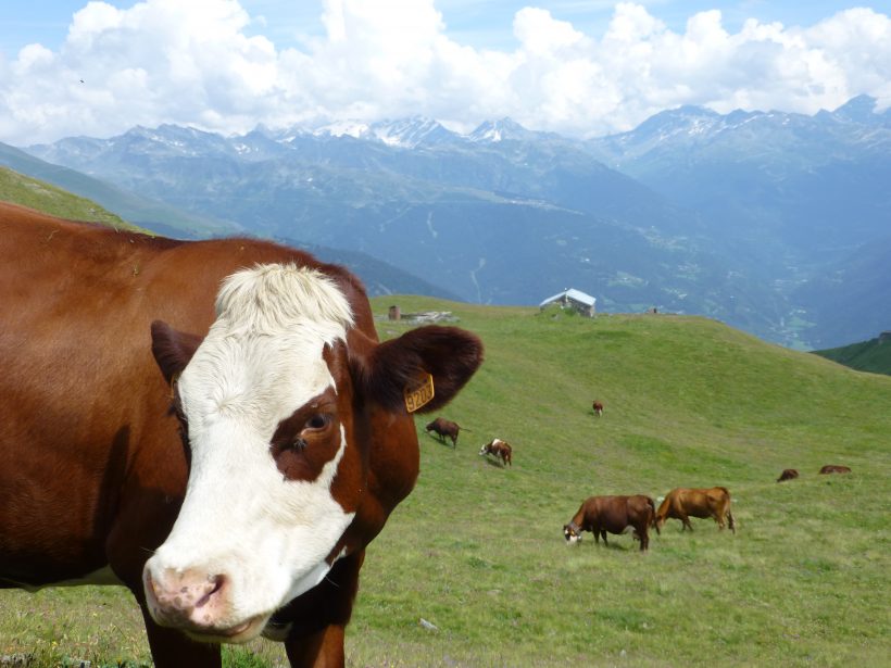 Systèmes d’alimentation des vaches laitières