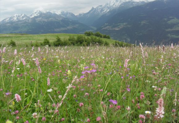 Projet Prairies permanentes