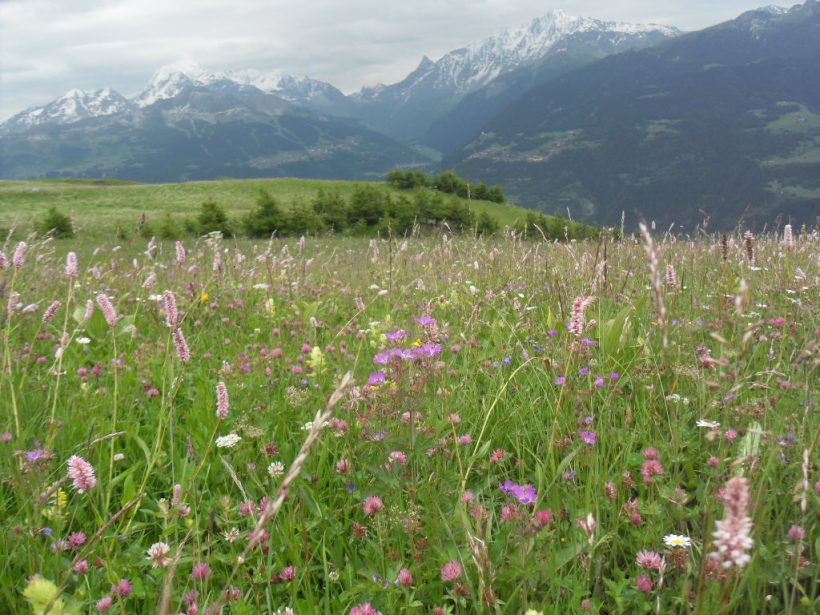 Amélioration des prairies naturelles (2018)