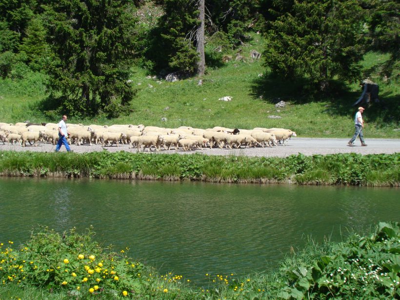 Travail en élevage